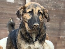 SISSY, Hund, Deutscher Schäferhund-Mix in Aerzen