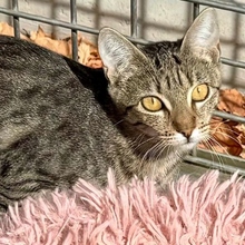 GUPPY, Katze, Europäisch Kurzhaar in Spanien