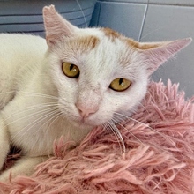 NUGGET, Katze, Europäisch Kurzhaar in Spanien