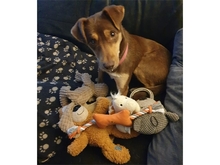 SHAWNA, Hund, Mischlingshund in Bönen