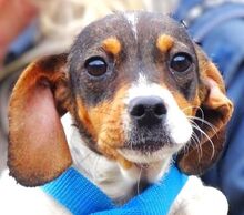 BRITA, Hund, Mischlingshund in Gefrees