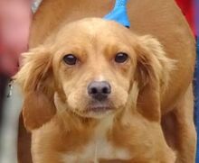 BRUNA, Hund, Mischlingshund in Gefrees