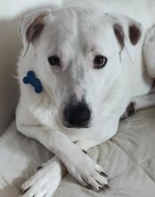 SNOW, Hund, Labrador-Boxer-Mix in Fuchstal