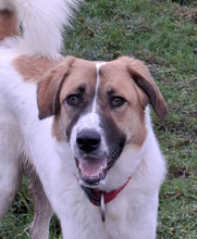 NANNI, Hund, Mischlingshund in Lehrte