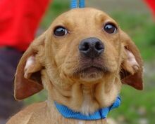 BRUNO, Hund, Mischlingshund in Sparneck