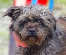 GINA, Hund, Mischlingshund in Gefrees