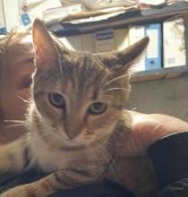 HAZEL, Katze, EHK in Bulgarien