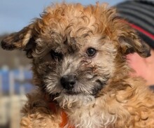 WELPE10H, Hund, Mischlingshund in Rumänien