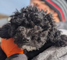 WELPE7H, Hund, Mischlingshund in Rumänien