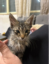 PURRMINATOR, Katze, Europäisch Kurzhaar in Bulgarien