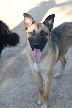 DANKO, Hund, Belgischer Malinois in Spanien