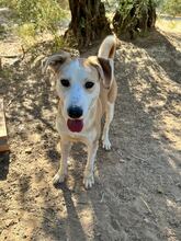 RON, Hund, Mischlingshund in Spanien