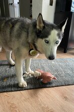 MAX, Hund, Siberian Husky in Andernach