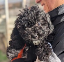 WELPE9H, Hund, Mischlingshund in Rumänien