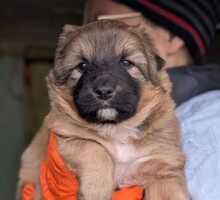 DUPLO, Hund, Mischlingshund in Rumänien