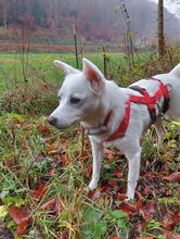 LINA, Hund, Mischlingshund in Denkendorf