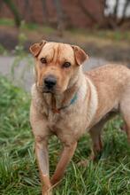 DALY, Hund, Shar Pei Mischling in Ukraine