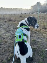JUNO, Hund, Mischlingshund in Berlin