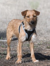 RUGGINE, Hund, Mischlingshund in Portugal