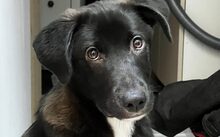 PICU, Hund, Mischlingshund in Stuttgart