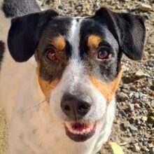 DUDLEY, Hund, Bodeguero Andaluz-Mix in Spanien