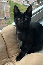 LUNO, Katze, Hauskatze in Hamburg