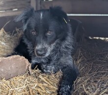 NILA, Hund, Mischlingshund in Rumänien