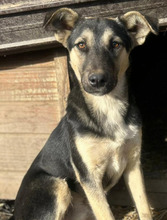 GREGOR, Hund, Mischlingshund in Rumänien