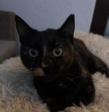 MOLLY, Katze, Europäisch Kurzhaar in Bulgarien