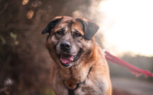 SAMMI, Hund, Hütehund-Herdenschutzhund-Mix in Halver
