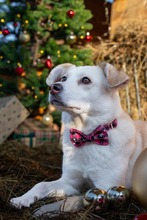 SNOWY, Hund, Mischlingshund in Leegebruch