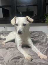 NIKA, Hund, Mischlingshund in Hamburg