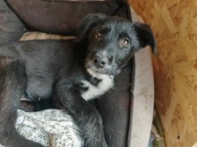 GAIO, Hund, Mischlingshund in Rumänien