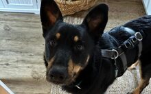 SAMI, Hund, Mischlingshund in Mendig