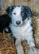 YAGO, Hund, Mischlingshund in Rumänien