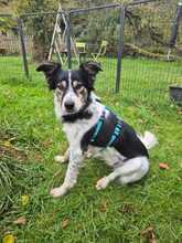 CHARLIE, Hund, Mischlingshund in Sankt Wolfgang