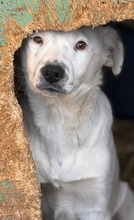 LARS, Hund, Mischlingshund in Rumänien