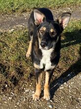 JULI, Hund, Mischlingshund in Aichach