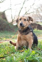 TOBIK, Hund, Mischlingshund in Ukraine
