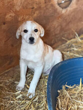 SONY, Hund, Mischlingshund in Rumänien