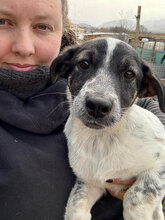 FUJI, Hund, Mischlingshund in Rumänien