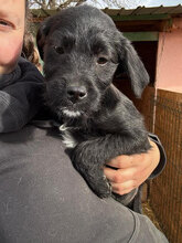 LEICA, Hund, Mischlingshund in Rumänien