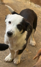 NIKON, Hund, Mischlingshund in Brühl