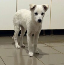 PETERCHEN, Hund, Mischlingshund in Rumänien