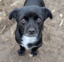 TIMON, Hund, Mischlingshund in Rumänien