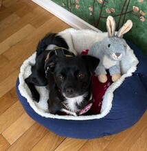 TIMON, Hund, Mischlingshund in Uetersen