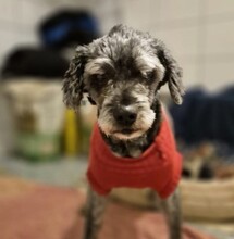 ROCKY, Hund, Mischlingshund in Rumänien