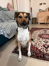 ALMA, Hund, Mischlingshund in Berlin