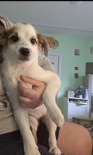 FLOWER, Hund, Mischlingshund in Rumänien