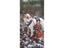 DEBBIE, Hund, Mischlingshund in Dresden